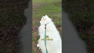 Samoyeds are such versatile dogs dogshorts samoyed [upl. by Zippora]