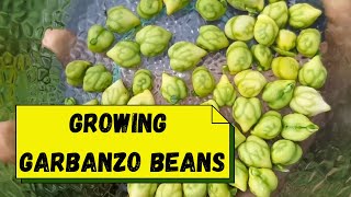 Growing Garbanzo Beans Chickpeas  UK [upl. by Yruj563]