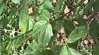 Box Elder  Acer Negundo identification video [upl. by Anahcar]