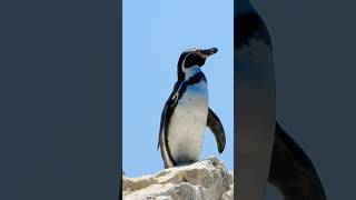 Caldera y su Avifauna ❤️🇨🇱 avifauna nature chile travel faunachilena travel birds [upl. by Ashby]