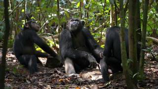 New Disneynature Film quotChimpanzeequot Benefits Chimpanzees in the Wild [upl. by Gnat]