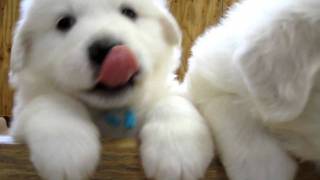 グレートピレニーズ、仔犬。 Great Pyrenees [upl. by Isidro923]