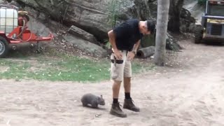 Baby Wombat follows keeper [upl. by Larrad]