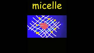 micelle formation [upl. by Amethyst]