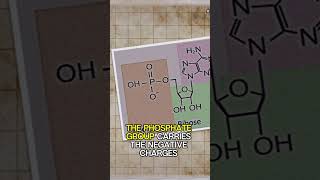 Salt Role in Strawberry DNA Extraction 🍓 [upl. by Uos635]