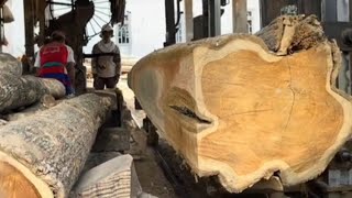 Amazing the work of making wide sheet boards at the teak sawmill  Saw mill [upl. by Barayon]