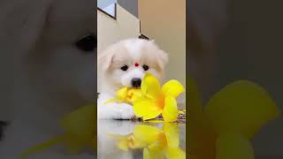 So love you song music love lovesong tamil doglover [upl. by Aruol]