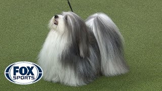 Group judging for the Toy Group at the 2019 Westminster Kennel Club Dog Show  FOX SPORTS [upl. by Magan957]