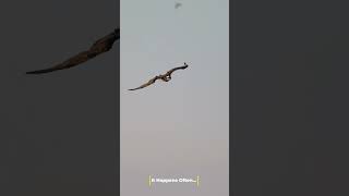 Osprey Happens Often birds ospreys wildlife animal osprey bird nature [upl. by Daffodil]