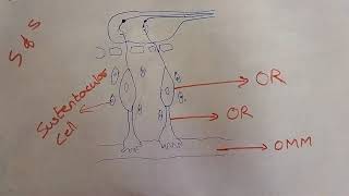 Dr NajeebSensation of smellolfactory pathway [upl. by Collimore]