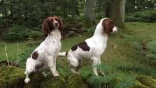 Tessleymoor Gundogs  Gundogs training 2 Springer Spaniels retrieving dummies and steadiness in Sc [upl. by Marcelle258]