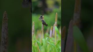 Red wattled bulbul birds bird birds bulbulbird shorts [upl. by Atirb]