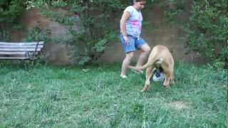 Fila Brasileiro Attacks baby [upl. by Ecire]