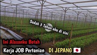 Ini Salah Satu Alasanku Betah Kerja Di Job Pertanian JEPANG [upl. by Ayenat]