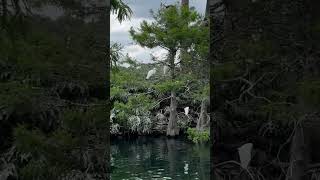 ClaudiaBertoArtes Lake Eola Park [upl. by Enitsua]