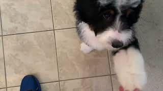 baby bernedoodle kungfu panda🐼vs 🍋 bernedoodle puppy funnydogs dog kunfupanda [upl. by Eniamerej]