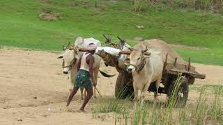 Amazing indian bull cart in sandy roads [upl. by On325]