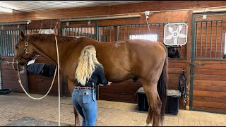 Equine  Sternal Lift Exercise [upl. by Ackerman]