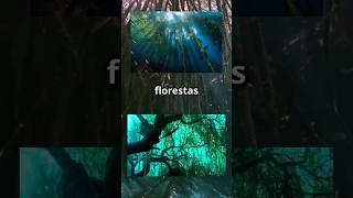 As misteriosas florestas submersas Árvores que vivem debaixo dágua 🌲🌊 curiosidades floresta [upl. by Aicrop]