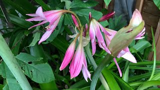 Crinum Powellii a beautiful Summer flowering bulb [upl. by Inah238]