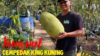 Alasan Pilih Cempedak king kuning sebagai Nangka sayur [upl. by Armahs]