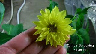 dahlia seedlings bloomed how to get more blooms from your dahlias [upl. by Yelad]