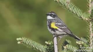 Yellow rumped warbler song [upl. by Bostow760]