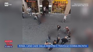 Roma cane cade dalla finestra e travolge donna incinta  La Vita in diretta  27102023 [upl. by Mendy]