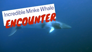 Minke Whale encounter [upl. by Clorinde756]