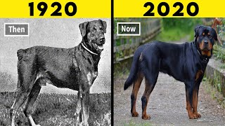 20 Most Transformed Dog Breeds in History [upl. by Dolli]