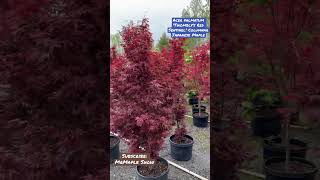 Sub👉🏼MrMapleShow Acer palmatum Twomblys Red Sentinel Columnar Japanese Maple japanesemaple [upl. by Ecertap829]