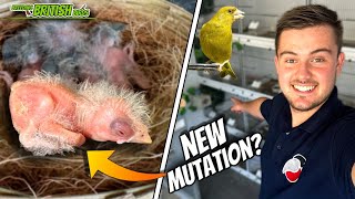 NEW Mutation Finch  Breeding British Birds S4Ep13 [upl. by Swift]