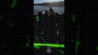 Crappie Fishing With LiveScope Plus on Lake Darbonne shorts fishing crappie livescope [upl. by Countess]