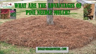 Advantages of pine needle mulch in landscape [upl. by Punke]