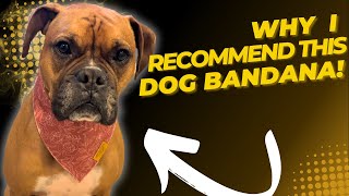 Review of RemyRoo Dog Bandanas  4 Pack  Rubi Set [upl. by Neleb]