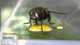 ヤドリバエの成虫（Tachinid fly drinking nectar） [upl. by Erda]