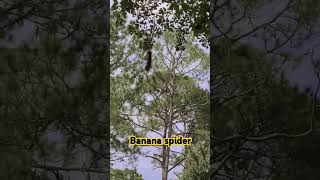 Banana spider spider nature arachnophobia scary web spiderman spidersoftheworld wow fun [upl. by Acinoda215]