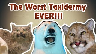 Examples Of The Worst Taxidermy EVER 😄 Taxidermy Fails [upl. by Yenaffit]