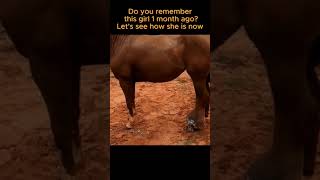 snake bitten horse tritment full video hoof fyp horse [upl. by Adianes887]