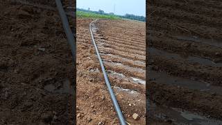 New Irrigation system agriculture drip irrigation ytshortsindia trending [upl. by Griz]