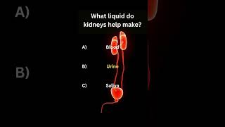 Kidney Functions Explained How Kidneys Produce Urine and Remove Waste  Health Education [upl. by Netsrek]