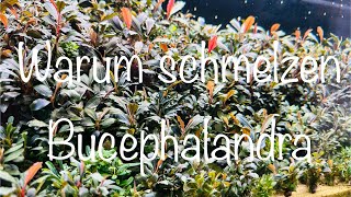 Warum schmelzen Bucephalandra aquaristik [upl. by Eldreda]