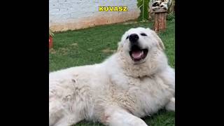 Kuvasz  Best Guard Dog youtubeshorts youtube ytshorts [upl. by Siouxie848]