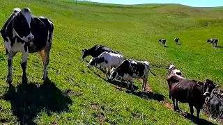 A Spring Day On A Small Family Dairy Farm [upl. by Auqinimod]