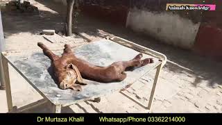 What is Listeriosis in goats how it diagnose and treatment by Dr Murtaza Khalil ANIMALS KNOWLEDGE [upl. by Anon]