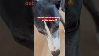 Cute Whippet Wants to go outside playing pets whippets dog animals love puppy shorts short [upl. by Ivers]