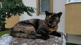 Tortoiseshell cat talking to me with her funny meow [upl. by Oirtemed]