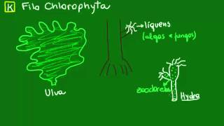 Clorofíceas ou algas verdes  Diversidade dos Seres Vivos  Biologia [upl. by Odnumde28]