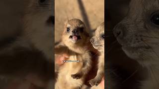 Quokka Small Marsupial quokka facts animals foxs wildlife [upl. by Wincer]