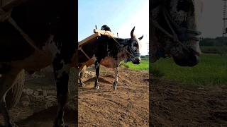 Loaded Bull Cart shortvideo villagelife viralvideo [upl. by Yelah]